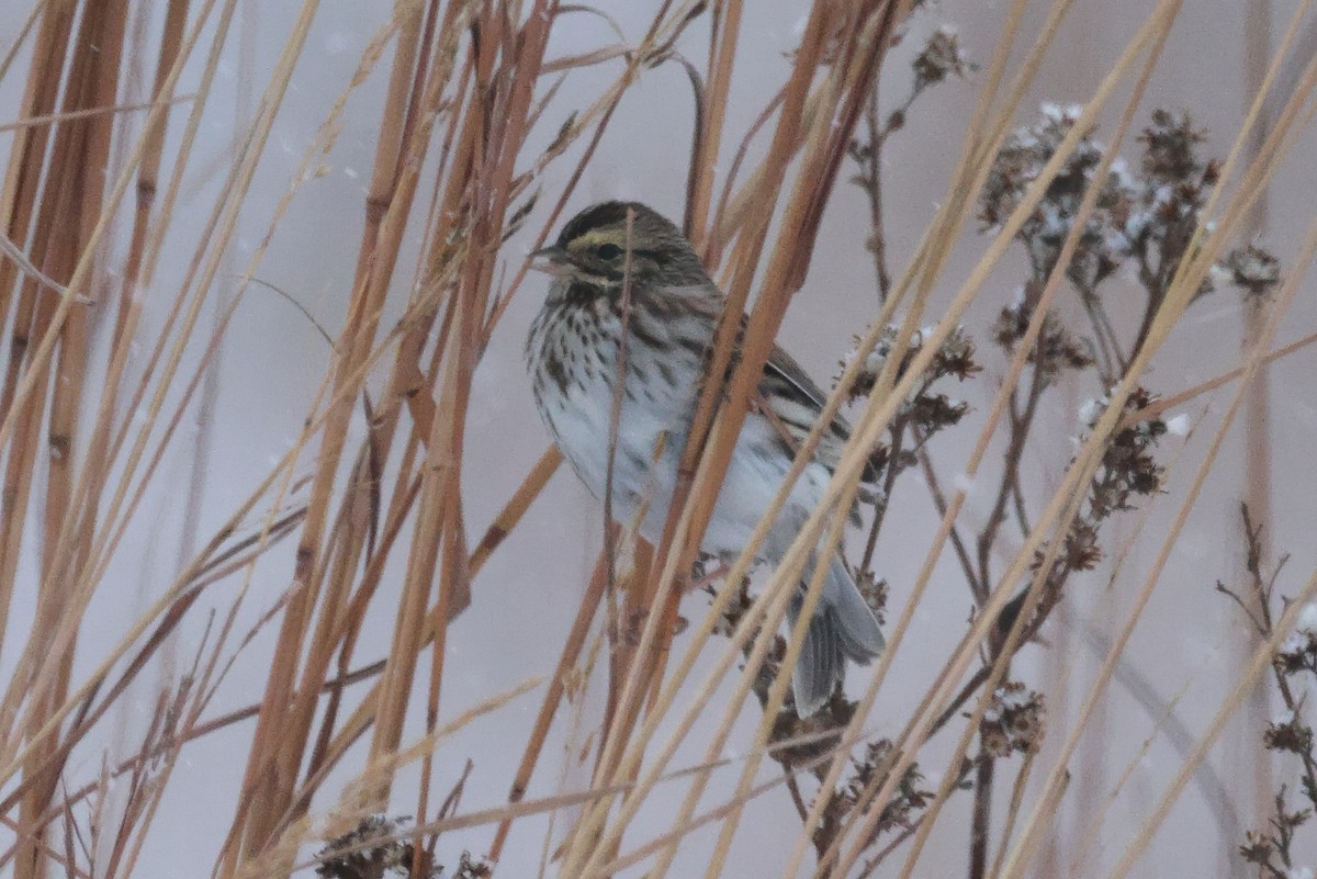 Savannah Sparrow - ML646221968