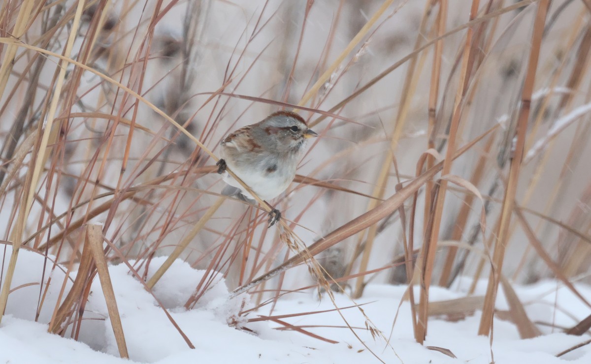 Hudson Körfezi Serçesi - ML646221971