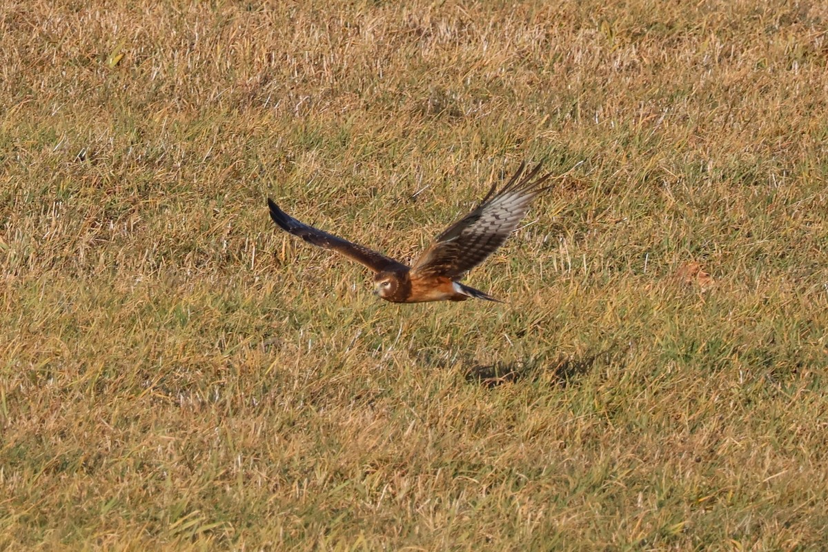 Northern Harrier - ML646221972