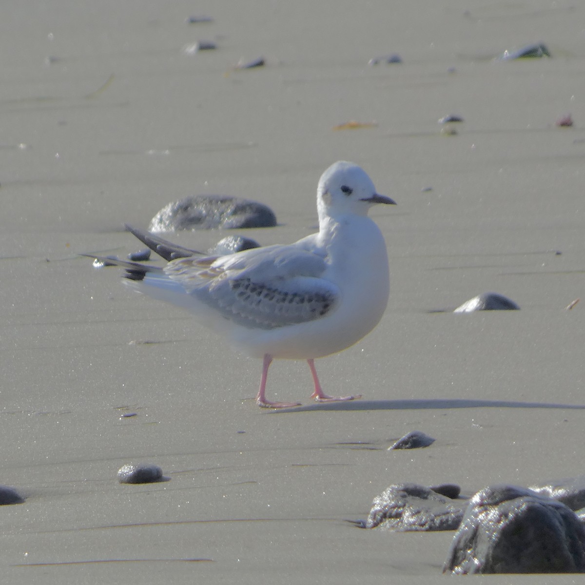 Bonaparte's Gull - ML646221980
