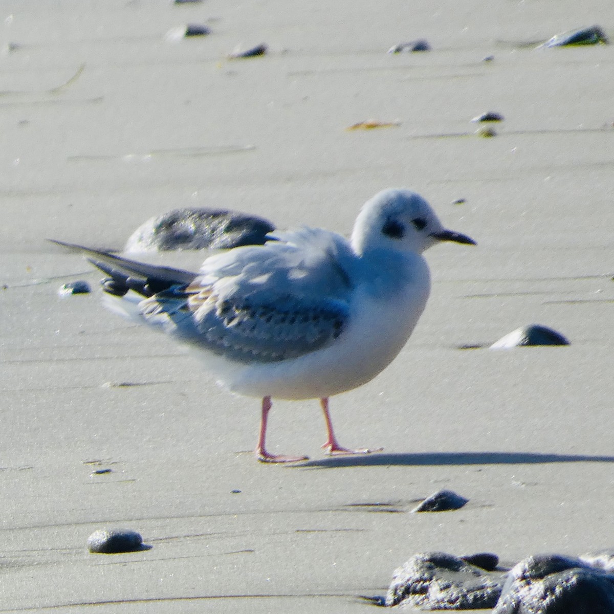 Bonaparte's Gull - ML646221981