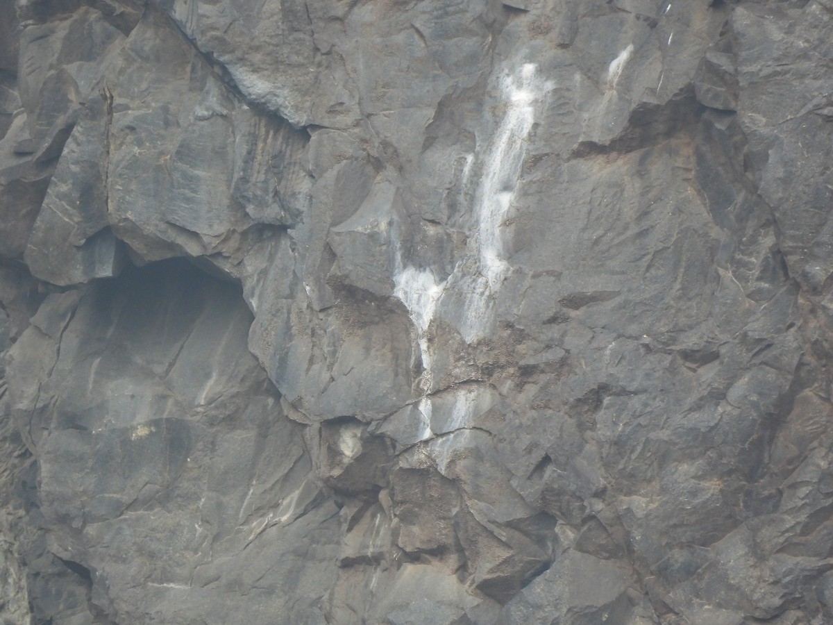 Rock Eagle-Owl - ML646221982