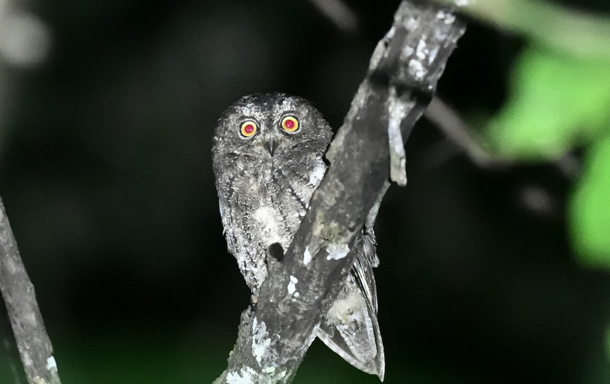 Sulawesi Scops-Owl - ML646221985