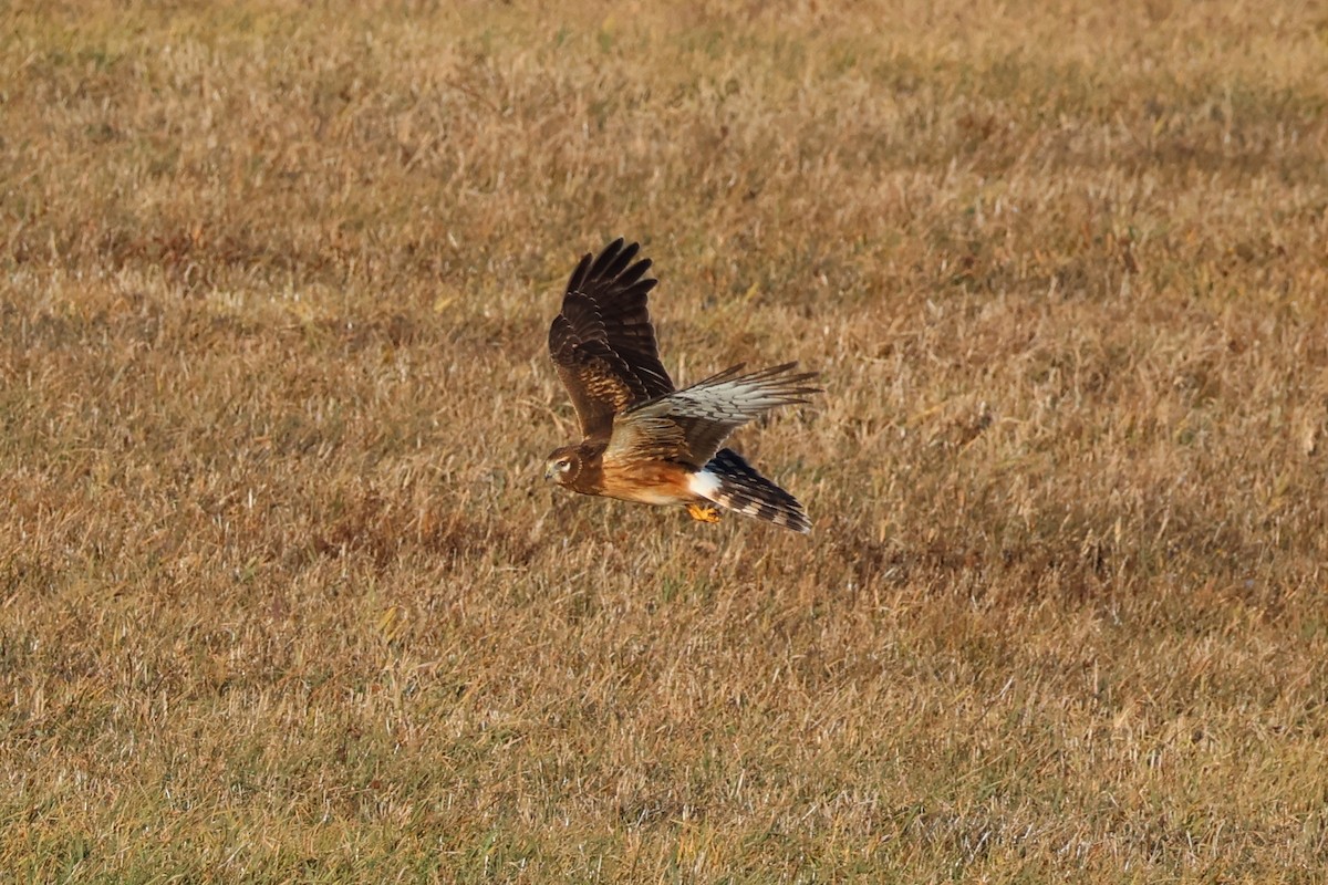 Northern Harrier - ML646221986