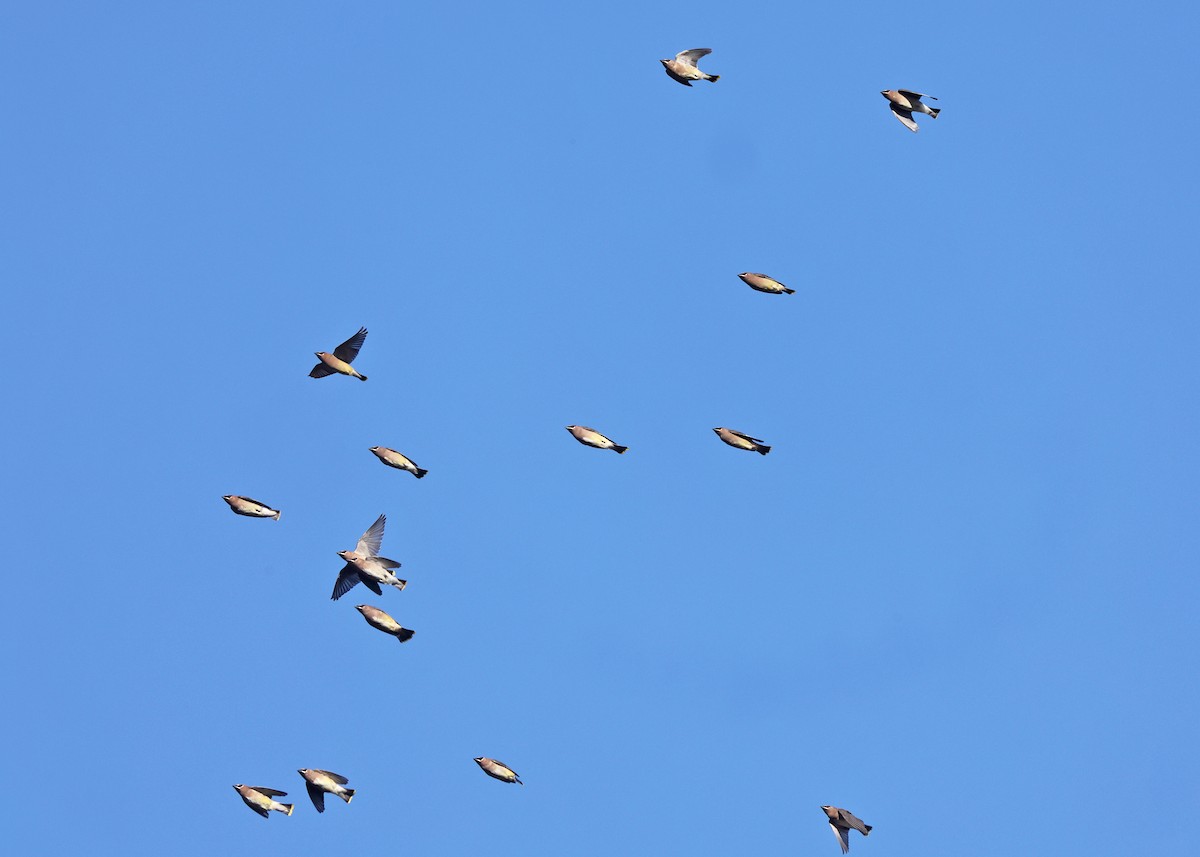 ציצנית אמריקנית - ML646221993