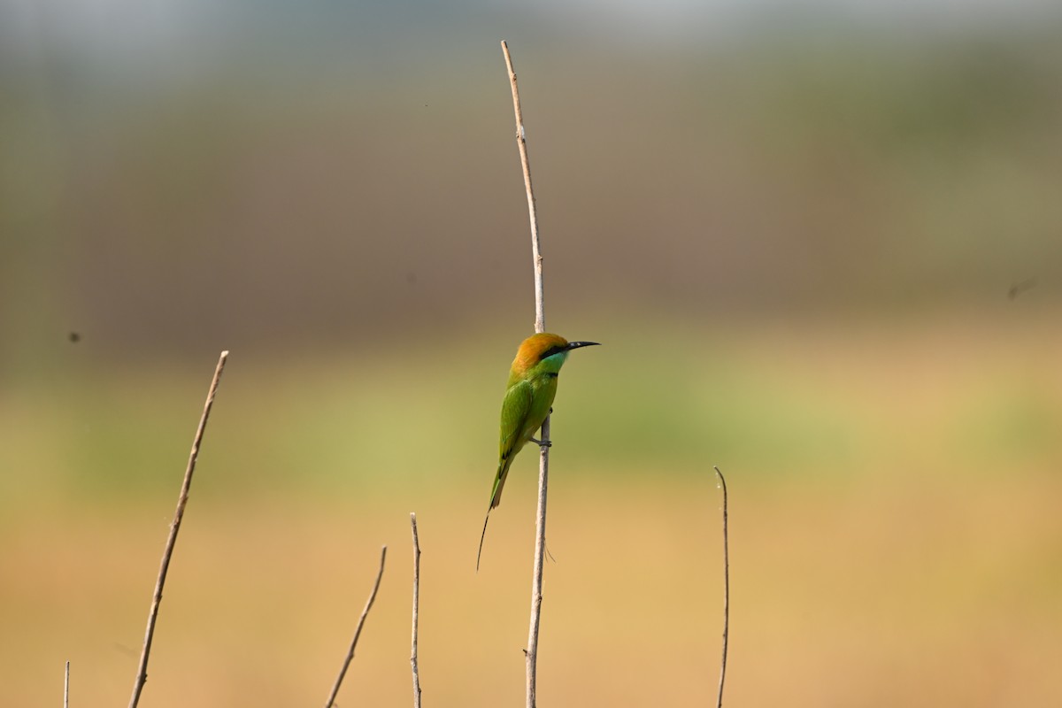 Asian Green Bee-eater - ML646221999