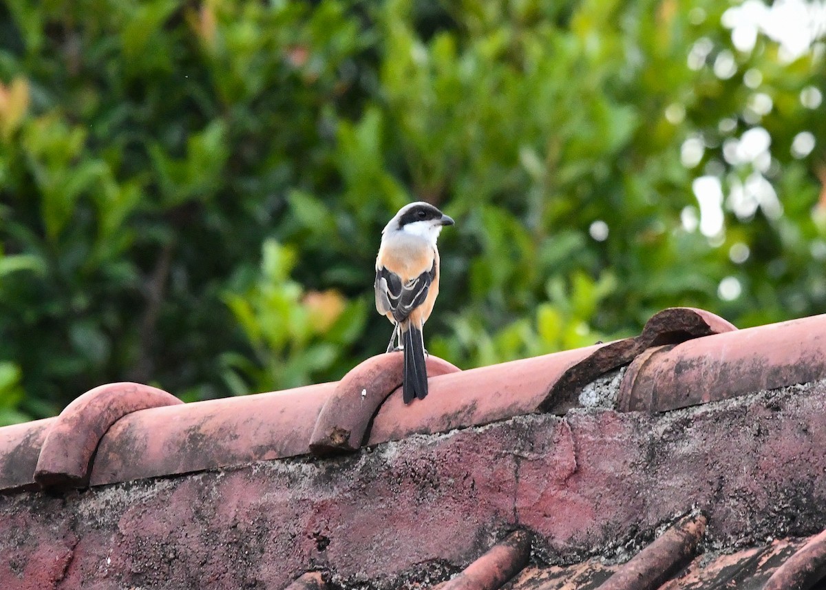 Long-tailed Shrike - ML646222004