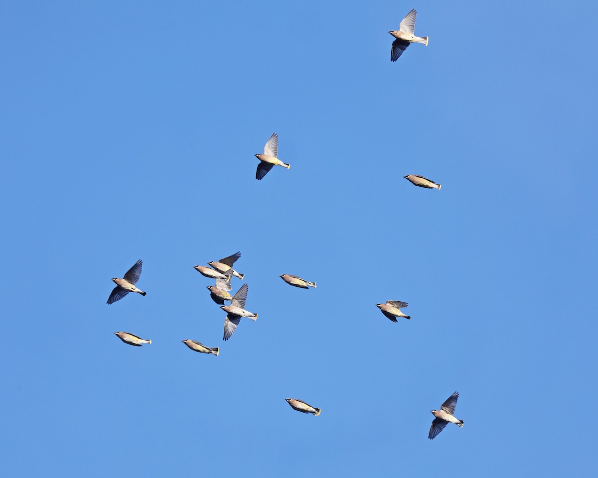 ציצנית אמריקנית - ML646222005