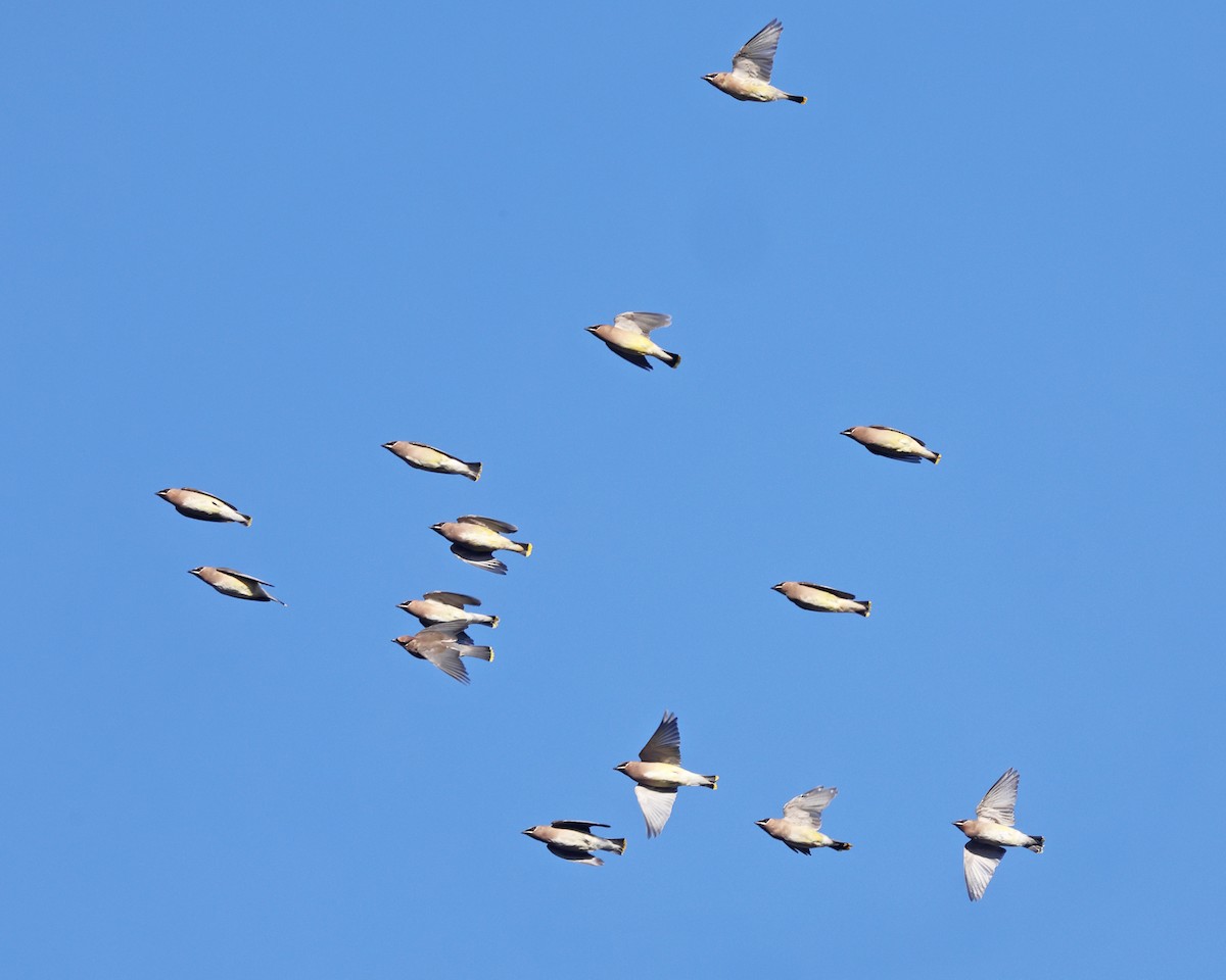 ציצנית אמריקנית - ML646222007