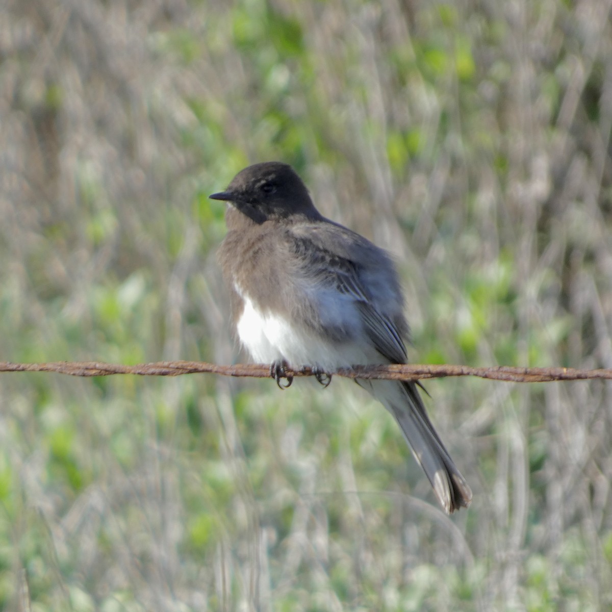 Black Phoebe - ML646222009