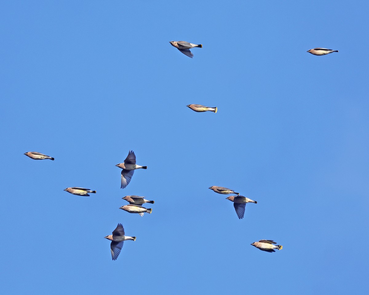 ציצנית אמריקנית - ML646222011