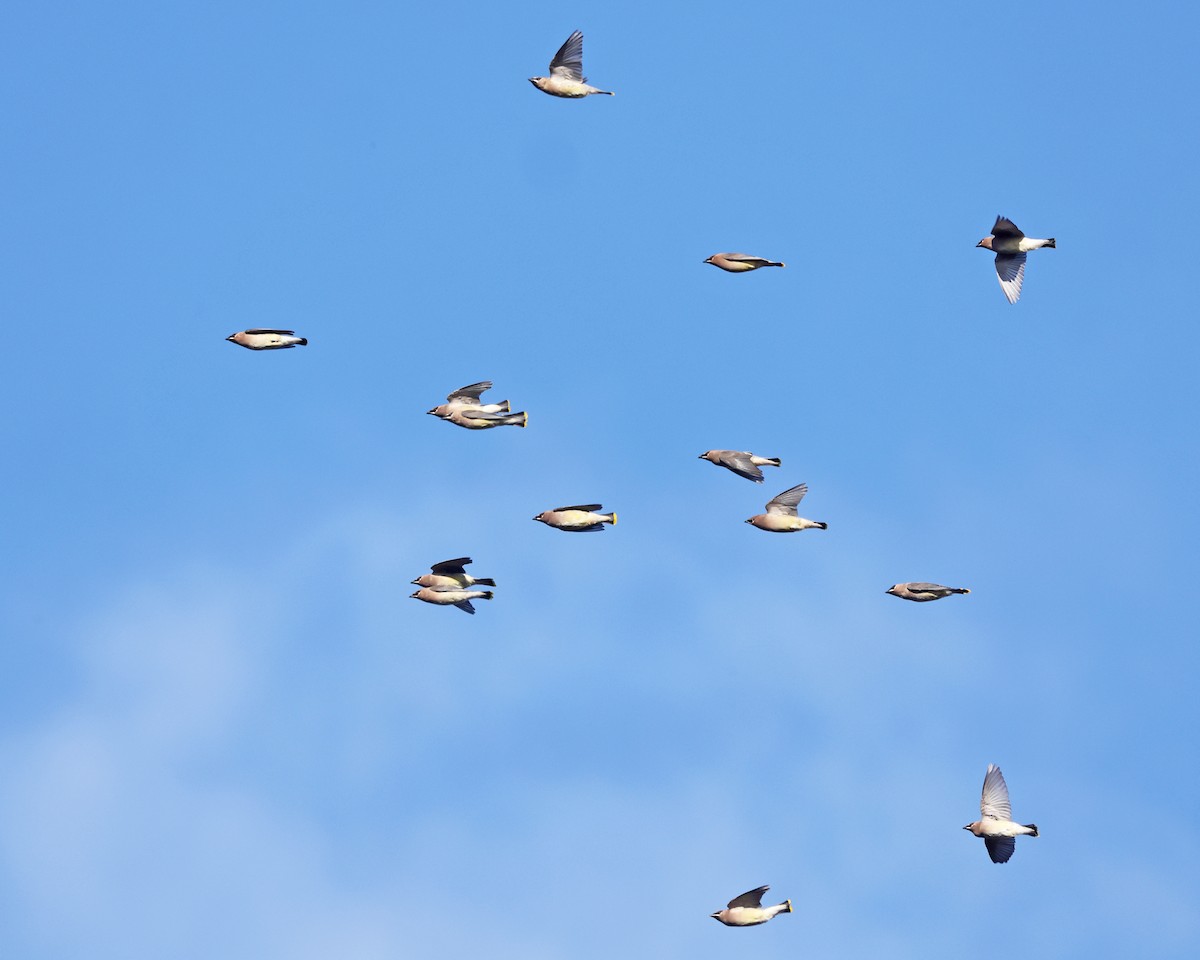 ציצנית אמריקנית - ML646222022