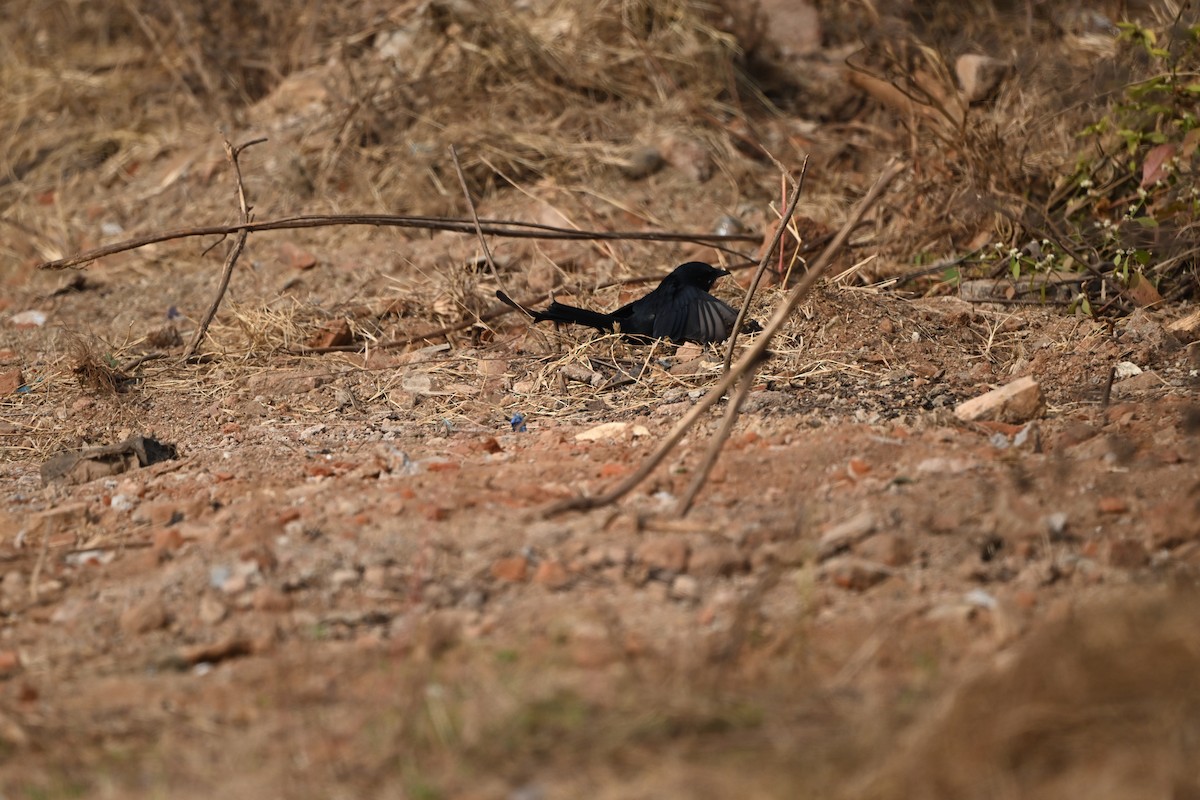 Black Drongo - ML646222024
