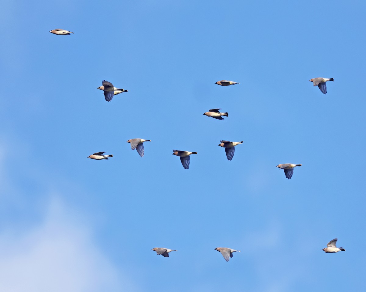 ציצנית אמריקנית - ML646222027