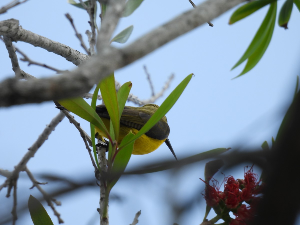 Sahul Sunbird - ML646222029