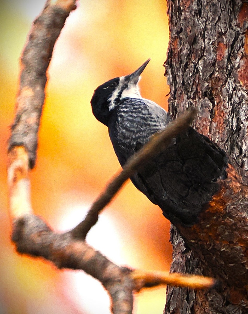 Black-backed Woodpecker - ML646222031