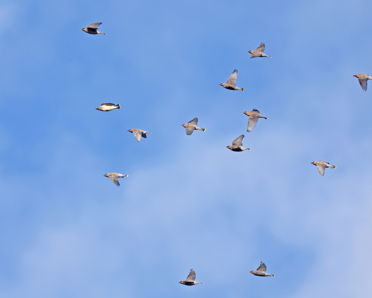 ציצנית אמריקנית - ML646222032