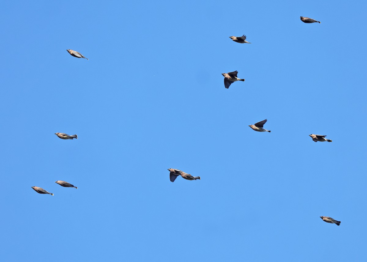 ציצנית אמריקנית - ML646222035