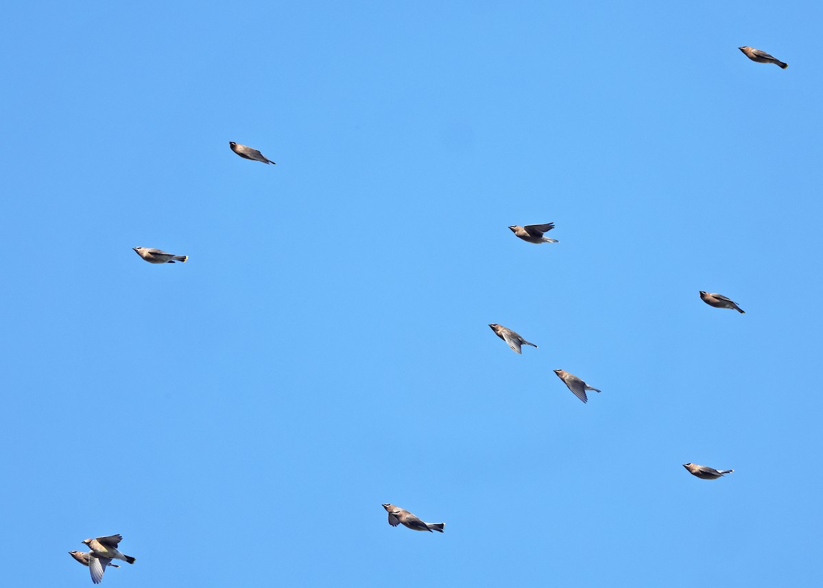 ציצנית אמריקנית - ML646222038