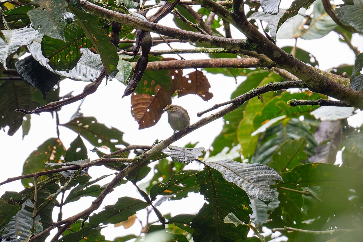 Golden-faced Tyrannulet (Golden-faced) - ML646222048