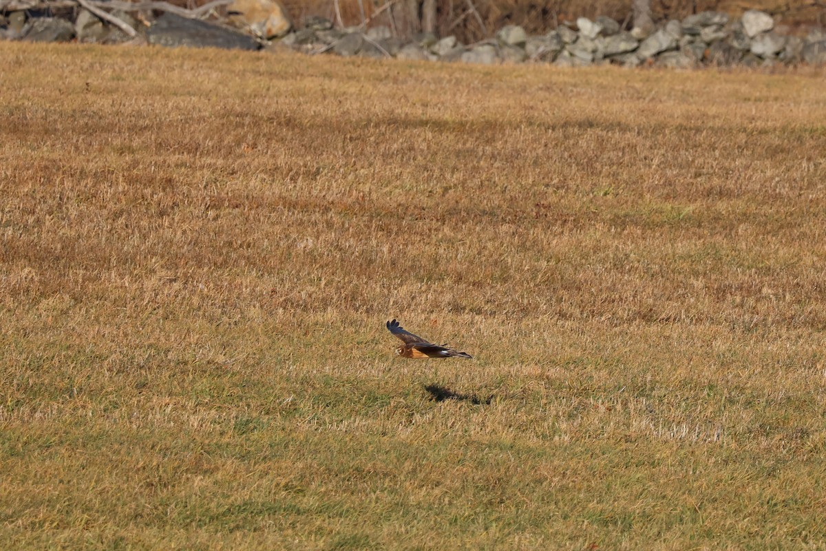Northern Harrier - ML646222049