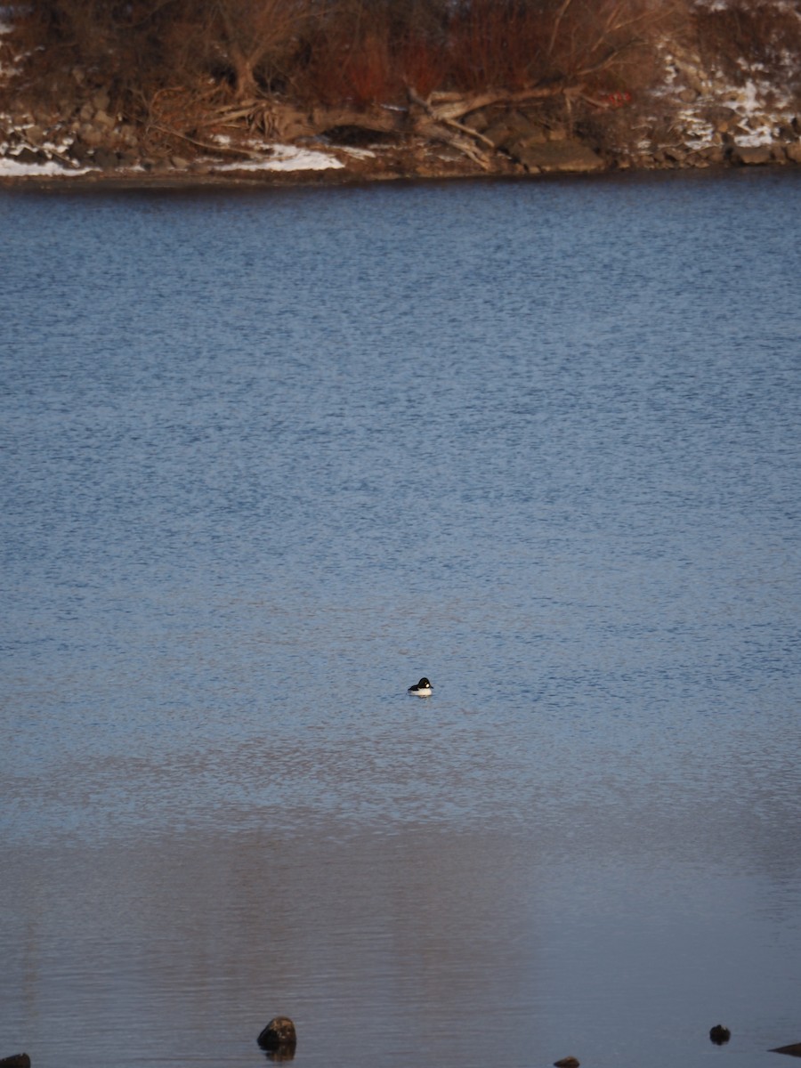 Common Goldeneye - ML646222052