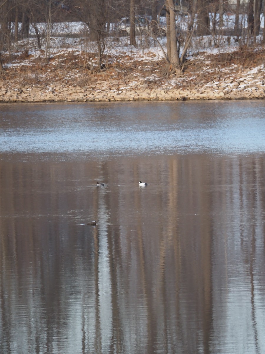 Common Goldeneye - ML646222053