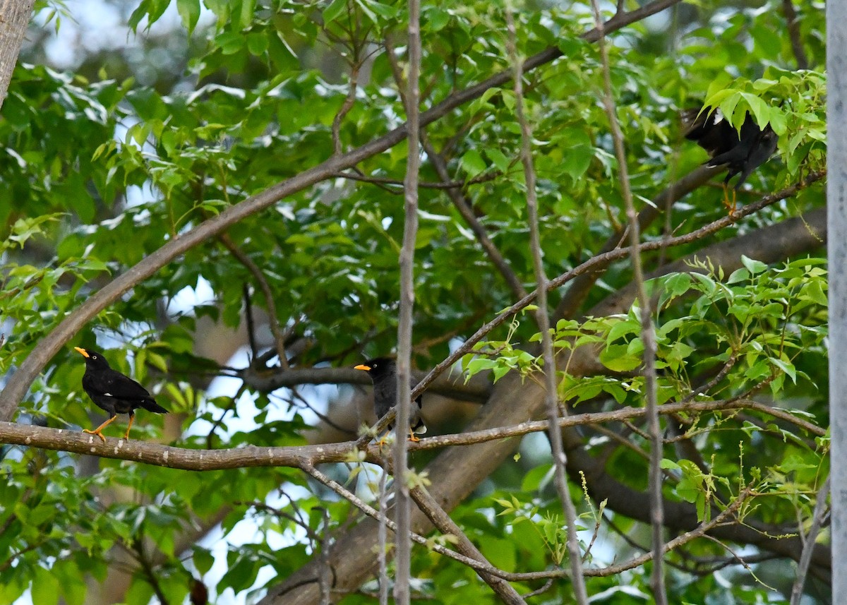 Javan Myna - ML646222054