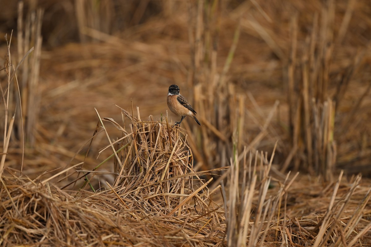 Siberian Stonechat - ML646222059