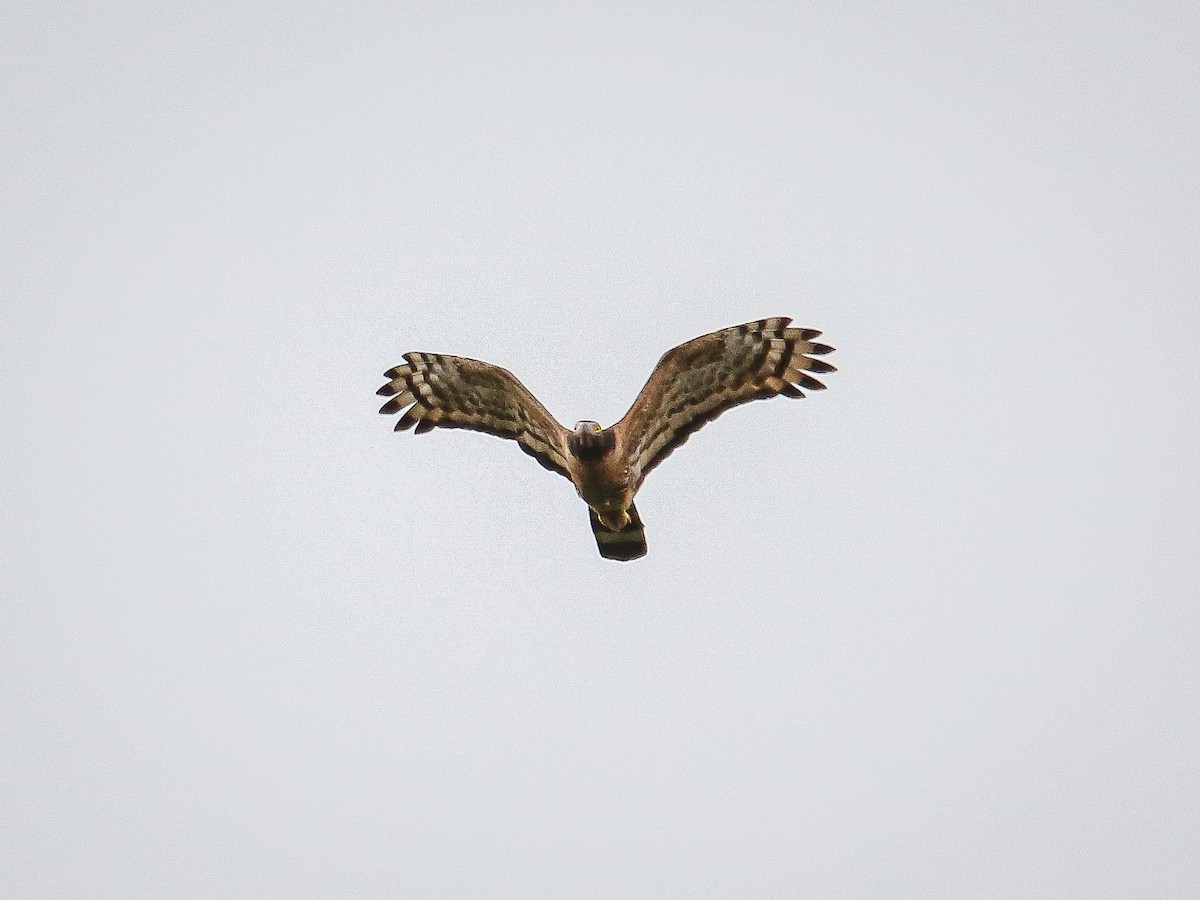 orientvepsevåk - ML646222066