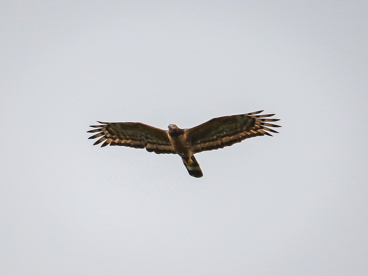 Oriental Honey-buzzard - ML646222067