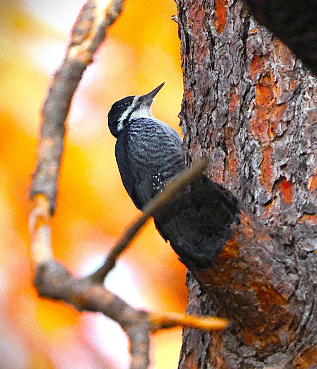 Black-backed Woodpecker - ML646222068