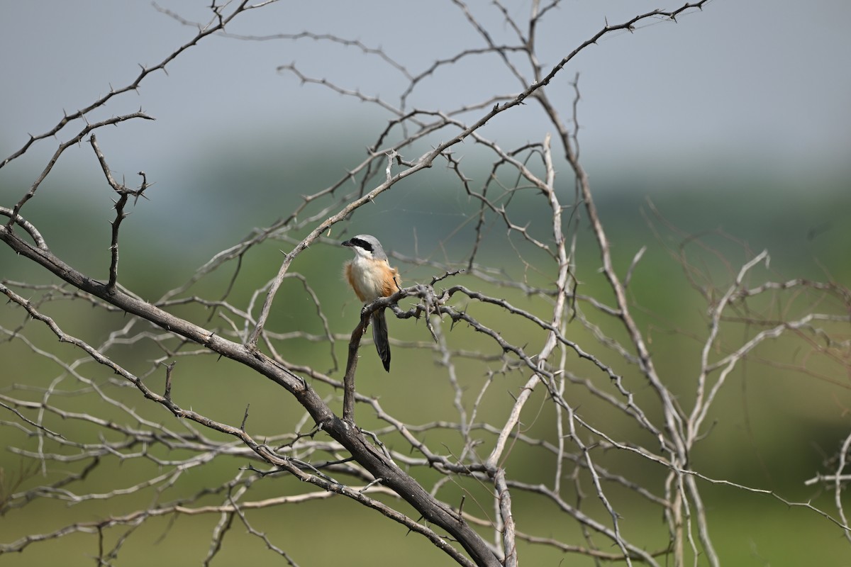 rustvarsler - ML646222070