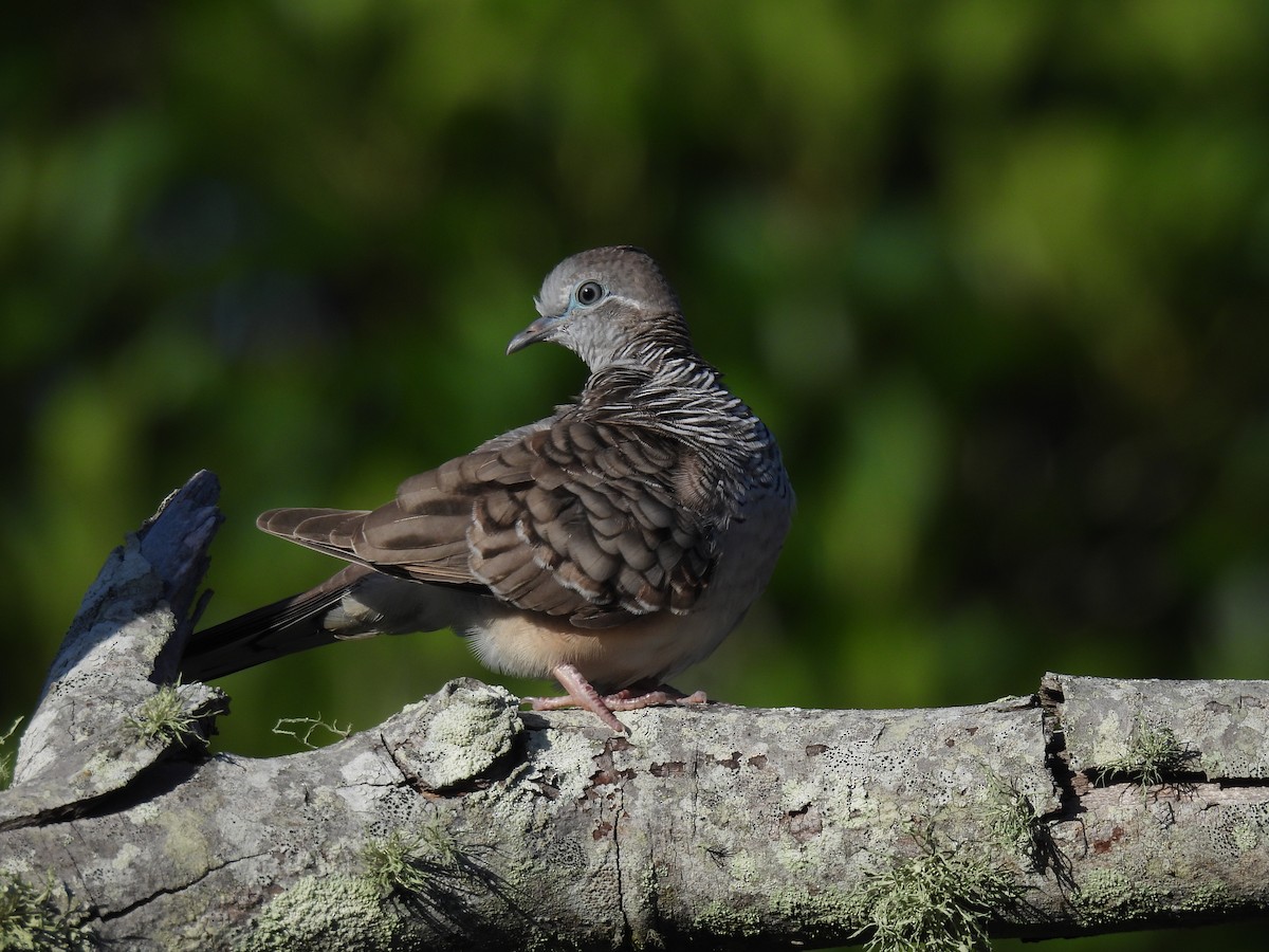 billabongdue - ML646222071