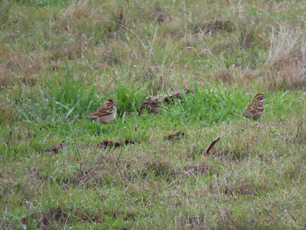 lerkespurv - ML646222073