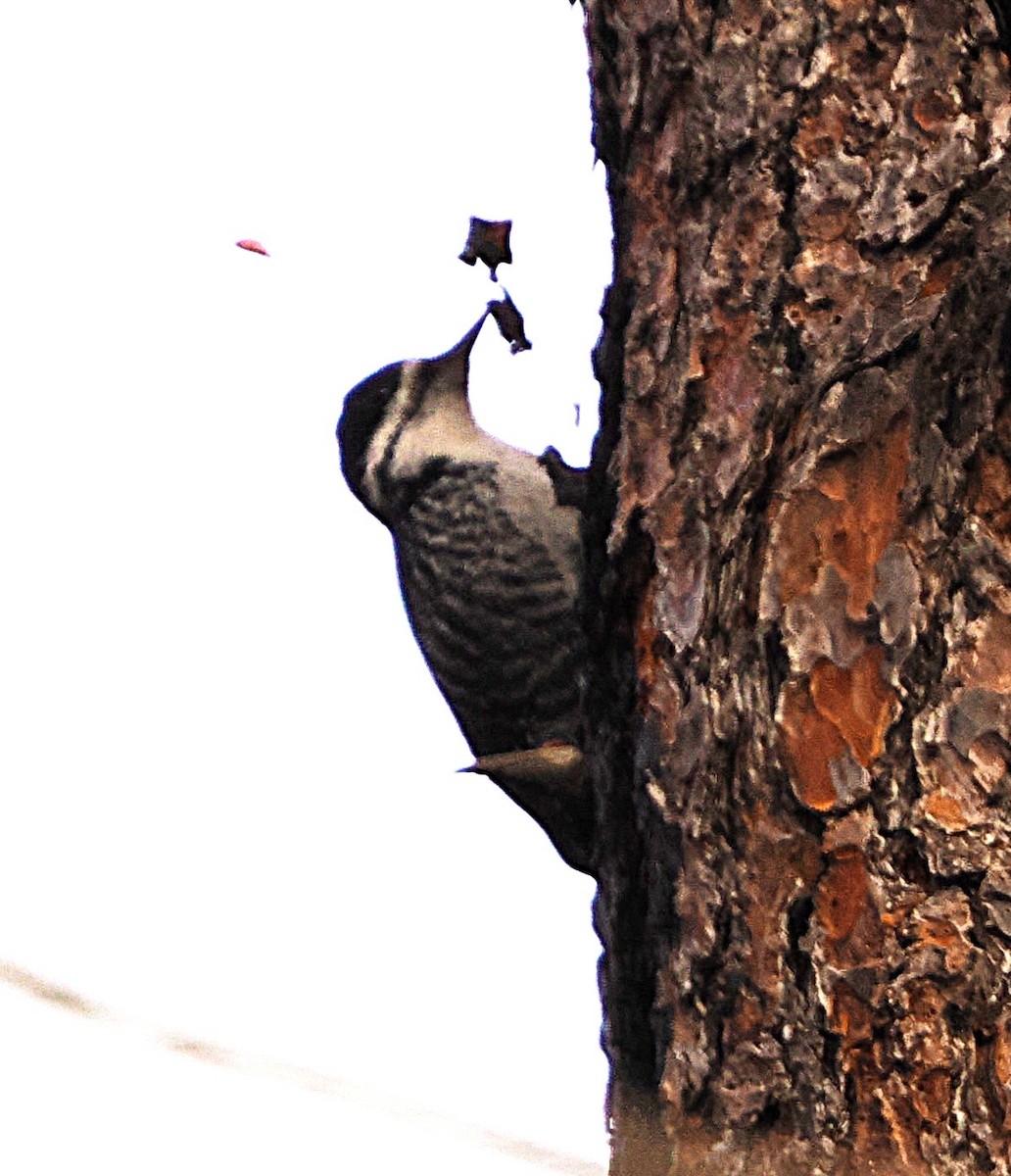 svartryggspett - ML646222077