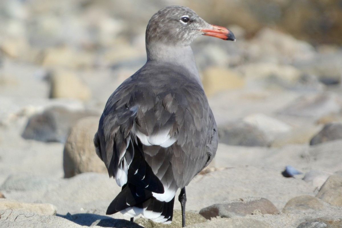 askemåke - ML646222079