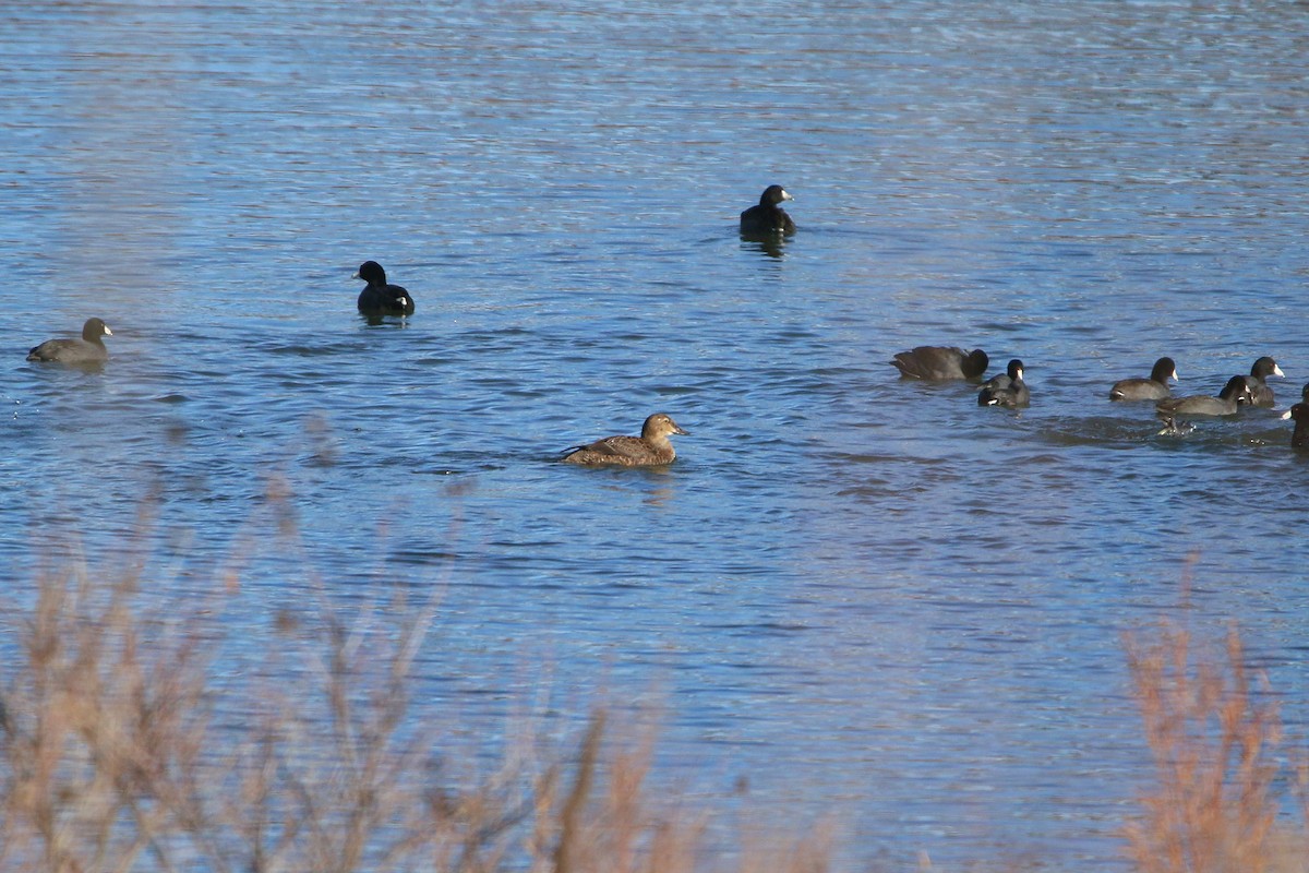 praktærfugl - ML646222081