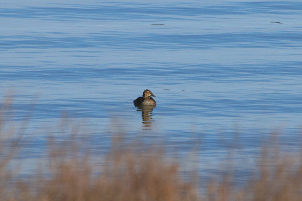 praktærfugl - ML646222082