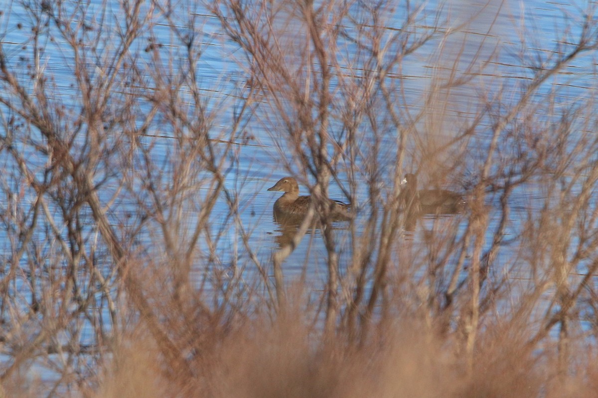 praktærfugl - ML646222083