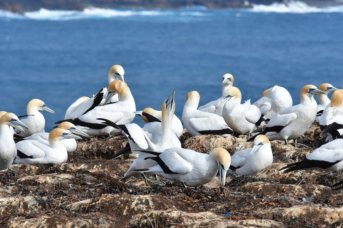 australsule - ML646222086