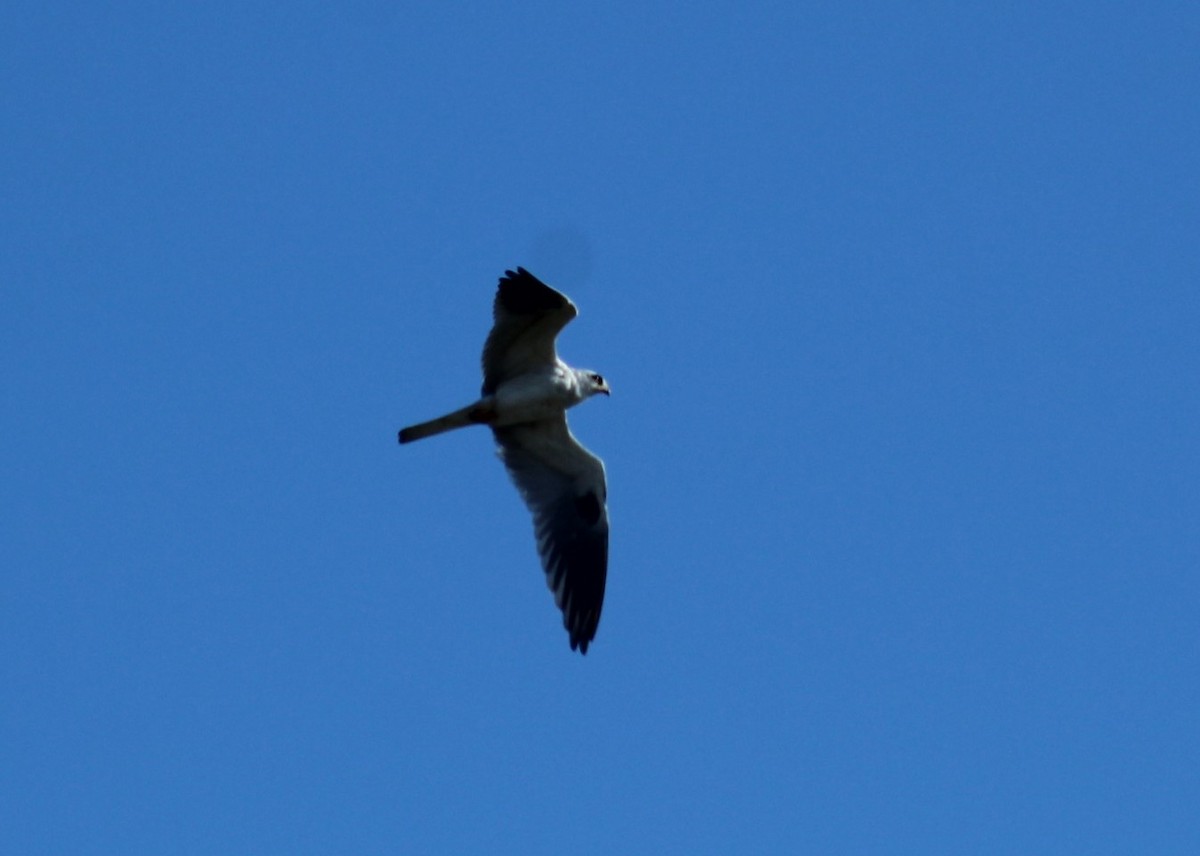 hvitstjertglente - ML646222087