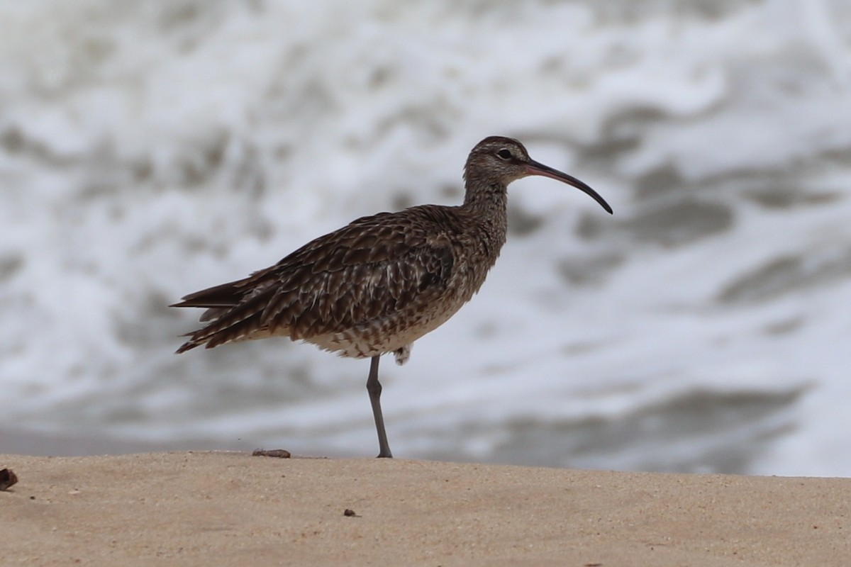 småspove - ML646222089