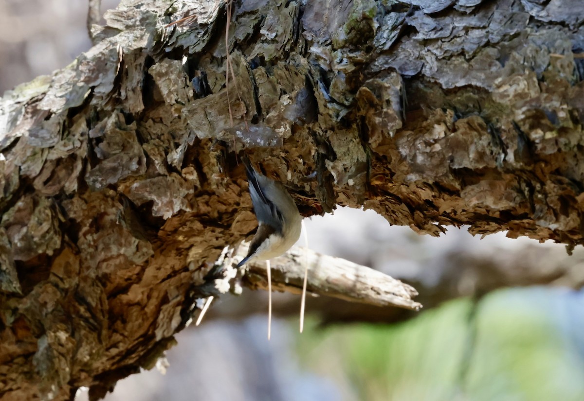 brunhettespettmeis - ML646222091