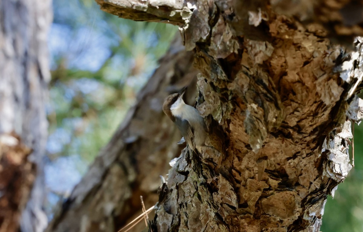 brunhettespettmeis - ML646222092