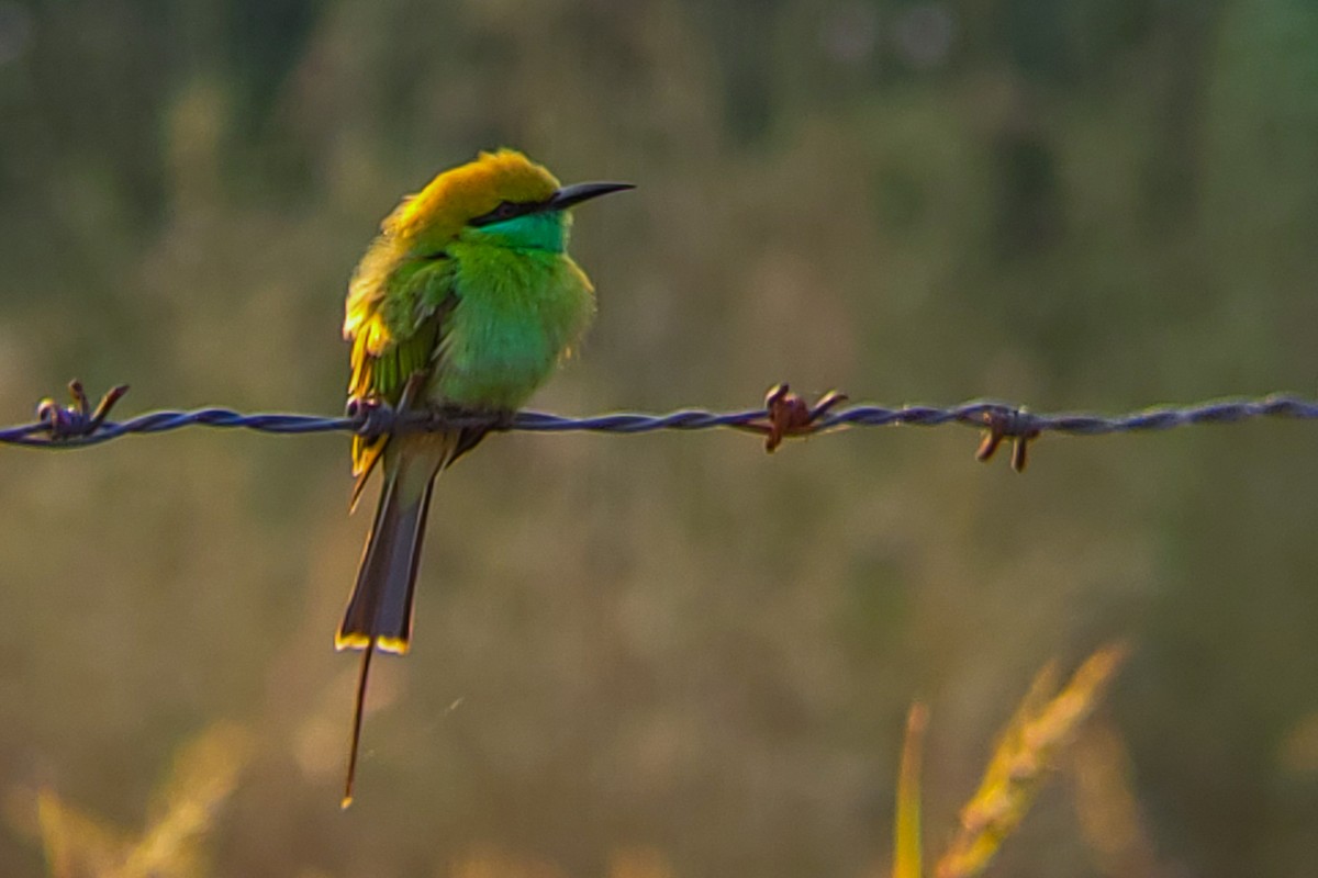 beryllbieter - ML646222093