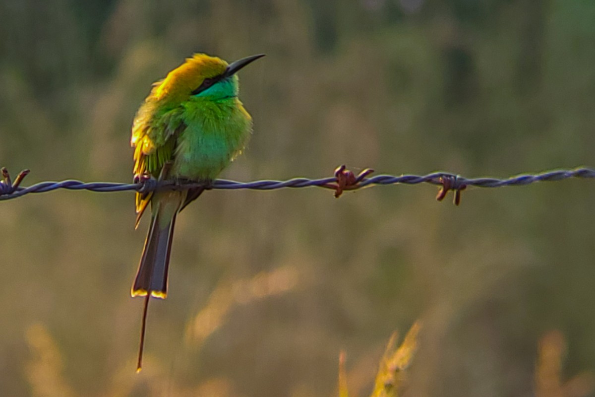 beryllbieter - ML646222094