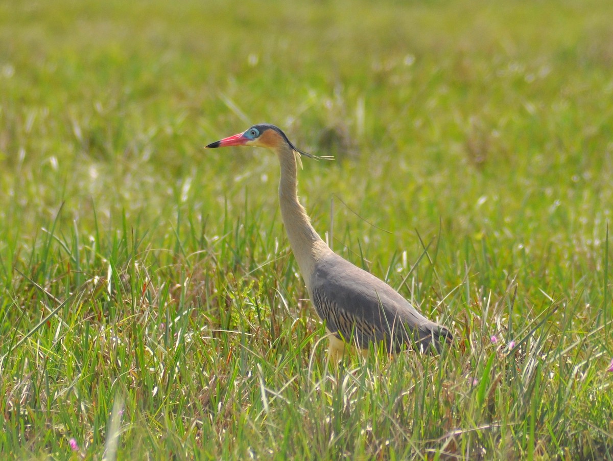 plystrehegre - ML646222103