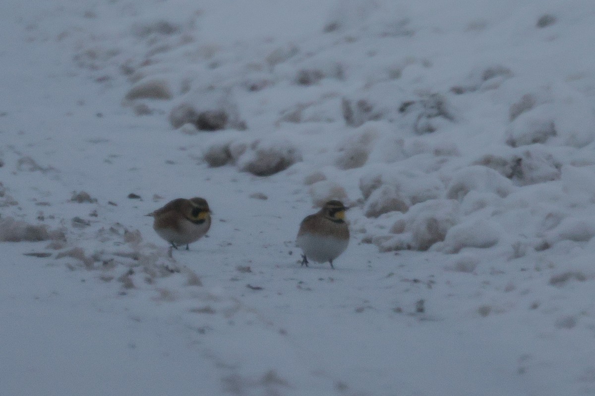 fjellerke - ML646222104