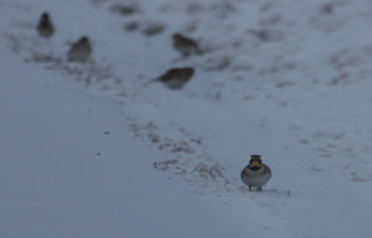 fjellerke - ML646222105